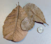 Dried Peruvian Casho leaves