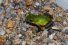 Oophaga pumilio “Cayo de Agua"