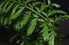 Asplenium aff. cuspidatum "Zanahoria"