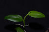 Philodendron sp. - Dark Mountain Mini