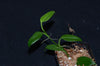 Philodendron sp. - Dark Mountain Mini