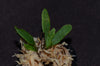 Elaphoglossum aff. crinitum - Northern Peru