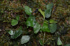 Elaphoglossum peltatum - Gingko Peru