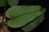 Elaphoglossum exsertipes