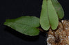 Elaphoglossum exsertipes