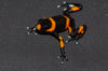 Oophaga lehmanni WYSIWYG #1