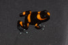 Oophaga lehmanni WYSIWYG #2