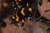 A black poison dart frog with bright orange bands stands on brown fallen leaves outdoors.