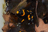 Oophaga lehmanni WYSIWYG #2