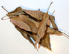 Dried Peruvian Mango leaves