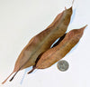Dried Peruvian Mango leaves