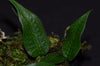 Microgramma aff. lycopodoides - North Peru - Thin Rhizome