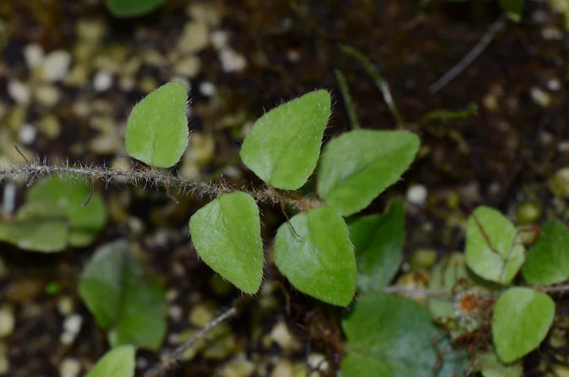 Microgramma aff. tecta Ucayali – INDOOR ECOSYSTEMS