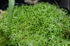 Octoblepharum sp.