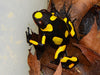 Oophaga histrionica "Pacasi" WYSIWYG #1 -unsexed