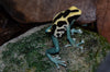 Dendrobates tinctorius “Patricia"