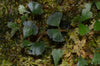 Elaphoglossum peltatum - Rincon Dulce