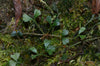 Elaphoglossum peltatum - Rincon Dulce