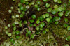 Peperomia aff. prostrata - Tarapoto