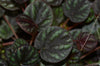 Peperomia sp. El Puente