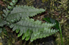Polypodium sp. Northern Peru