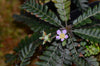 Biophytum sp. Ecuador Red