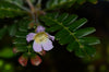 Biophytum sp. Ecuador Red