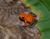Oophaga pumilio “Salt Creek”