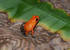 Oophaga pumilio “Salt Creek”