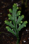 Selaginella sp. - Naranjos