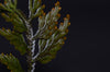 Selaginella sp. - Coppertop