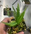 Asplenium sp. Arena Blanca