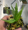 Asplenium sp. Arena Blanca