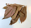 Dried Peruvian Vacapaleta (Cow's Ear)  leaves