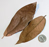 Dried Peruvian Vacapaleta (Cow's Ear)  leaves