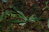 Asplenium nidus - Mini Staghorn