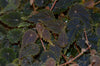 Begonia dodsonii - Crispa