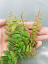 Marcgravia aff. rectifolia - Peru