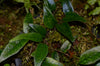 Microgramma aff. reptans - Ecuador