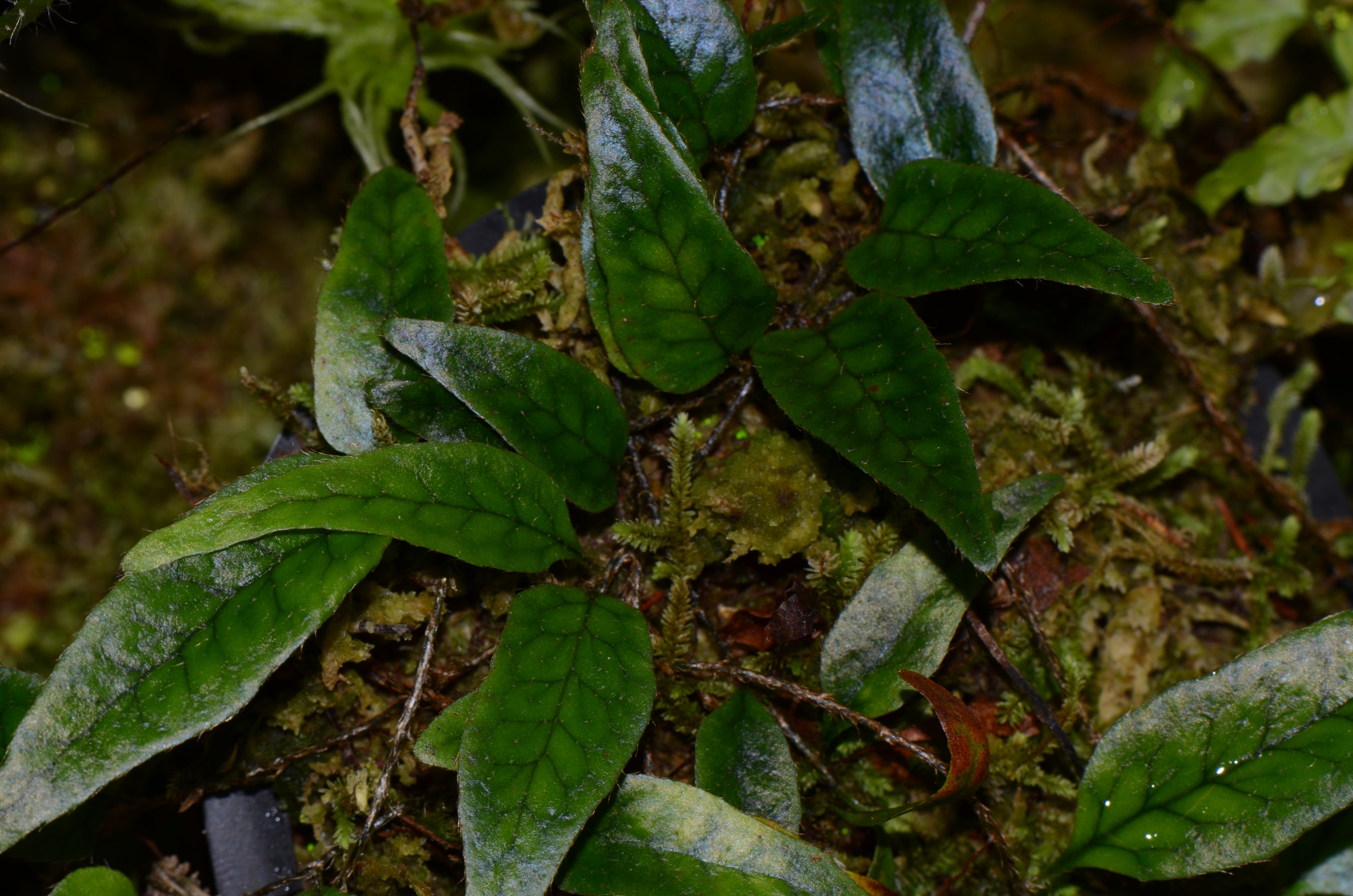 Microgramma aff. reptans - Ecuador – INDOOR ECOSYSTEMS