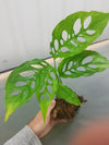 Monstera obliqua