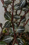Peperomia aff. bicolor