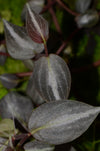 Peperomia aff. bicolor - Peru Type 2