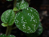 Peperomia antoniana - Green
