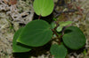 Peperomia crotalophora - Red Stem - Ecuador