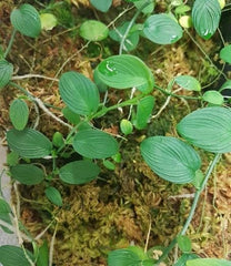 philodendron sp. condor Philodendron