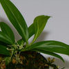 Philodendron sp. - Borja Ridge