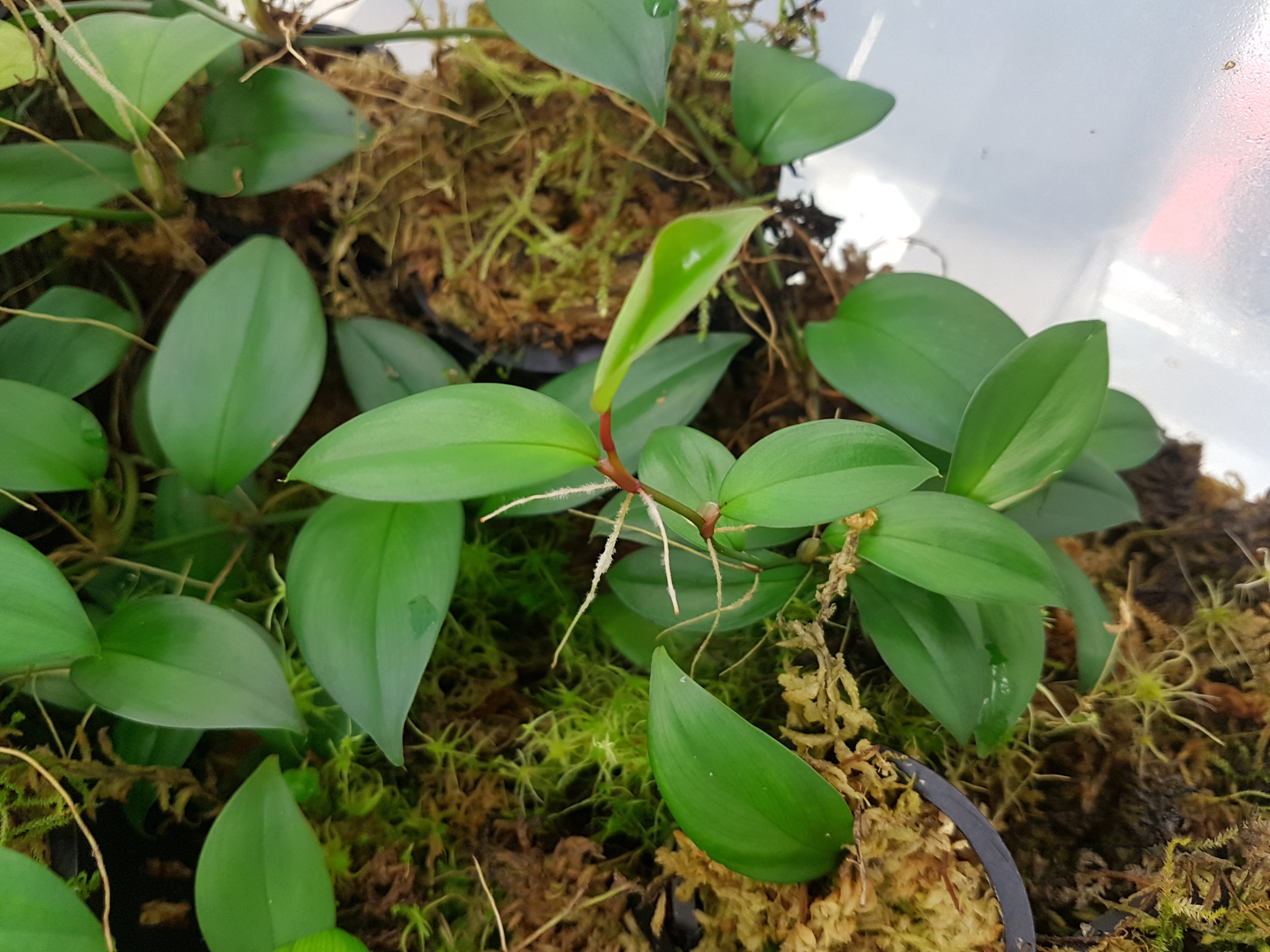 Philodendron aff. pierrelianum
