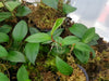 Philodendron aff. pierrelianum - Red Petiole