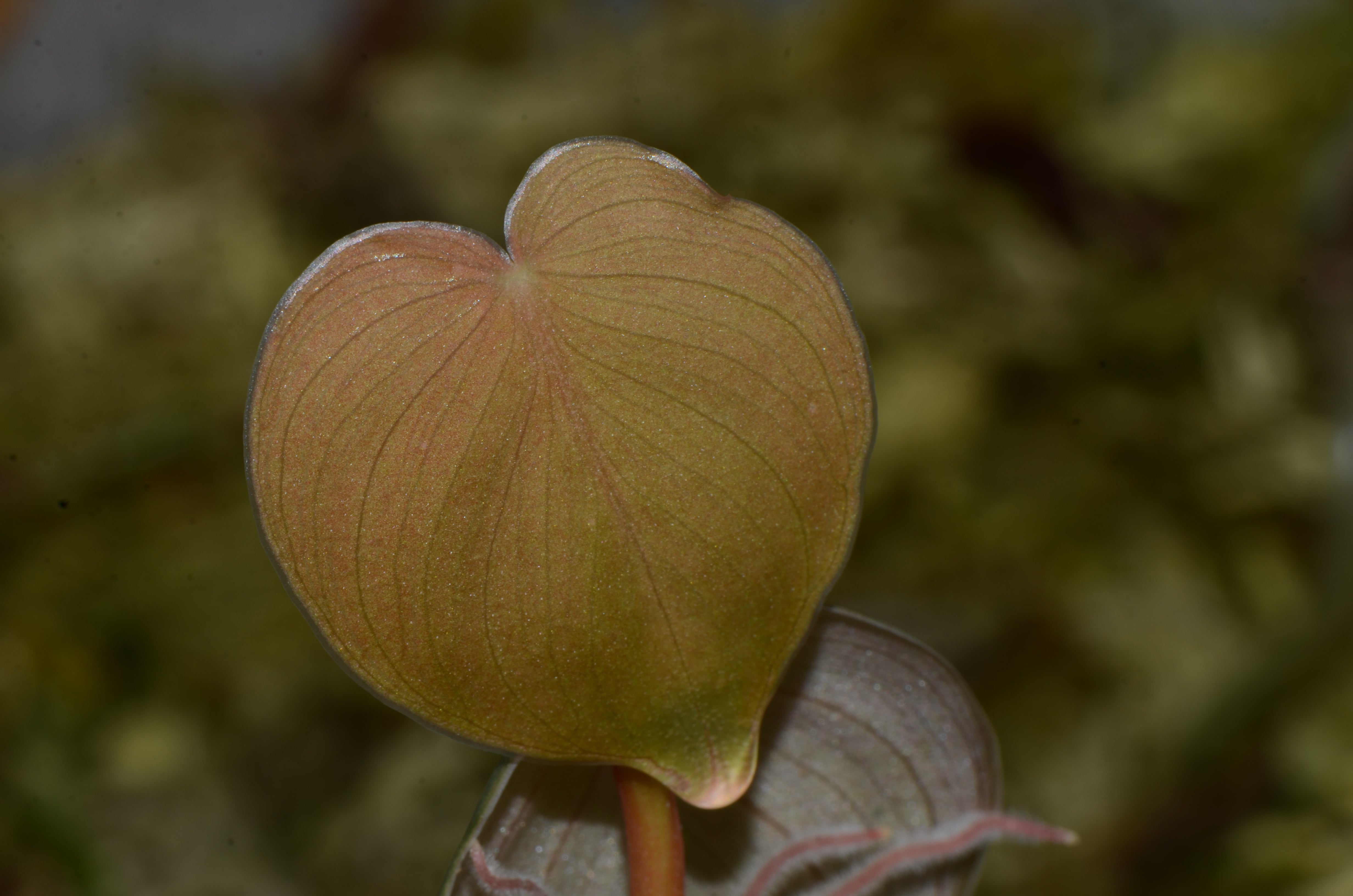 philodendron purple stem Philodendron aff. wernerii